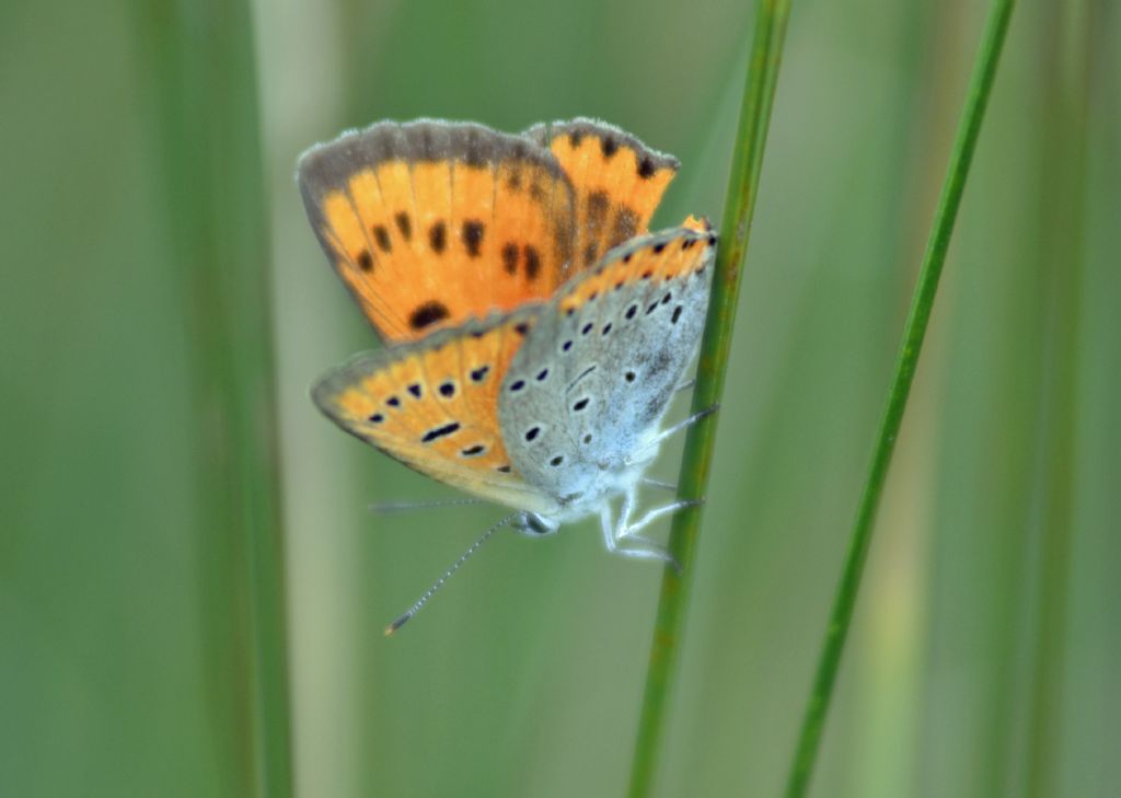 Lycaena dispar